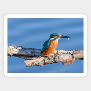 Kingfisher eating its catch Sticker